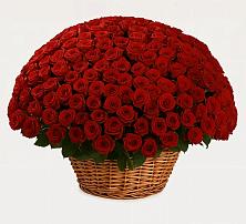 Премиум букет из: Розы в Емельяново